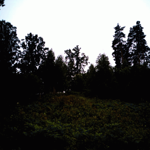 Sciatica (SWE) : Skog